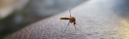 Todo lo que necesitas saber sobre las picaduras de mosquitos