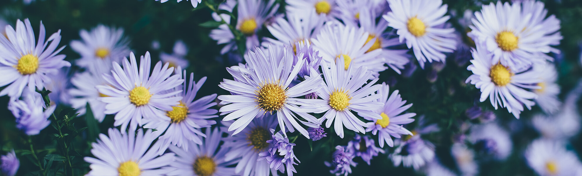 Múltiples usos terapèutics de les flors de temporada
