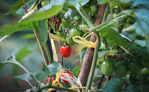 Horticultura: l’art de menjar sa reduint la nostra petjada ecològica