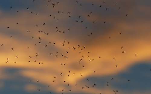 Tot el que necessites saber sobre les picades de mosquits