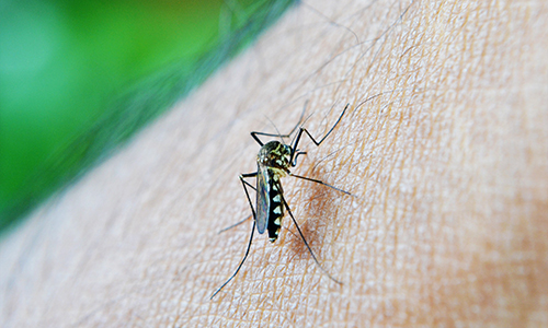 Tot el que necessites saber sobre les picades de mosquits