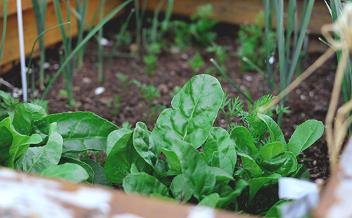 Horticultura: l’art de menjar sa reduint la nostra petjada ecològica