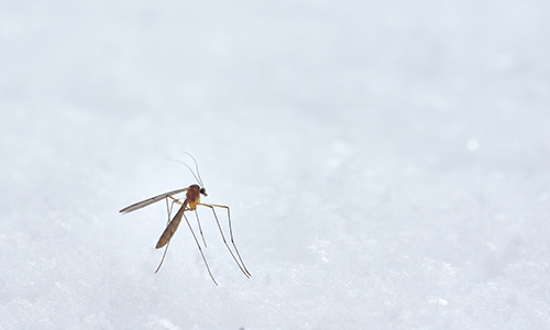 Todo lo que necesitas saber sobre las picaduras de mosquitos