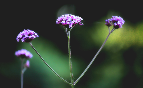Múltiples usos terapèutics de les flors de temporada